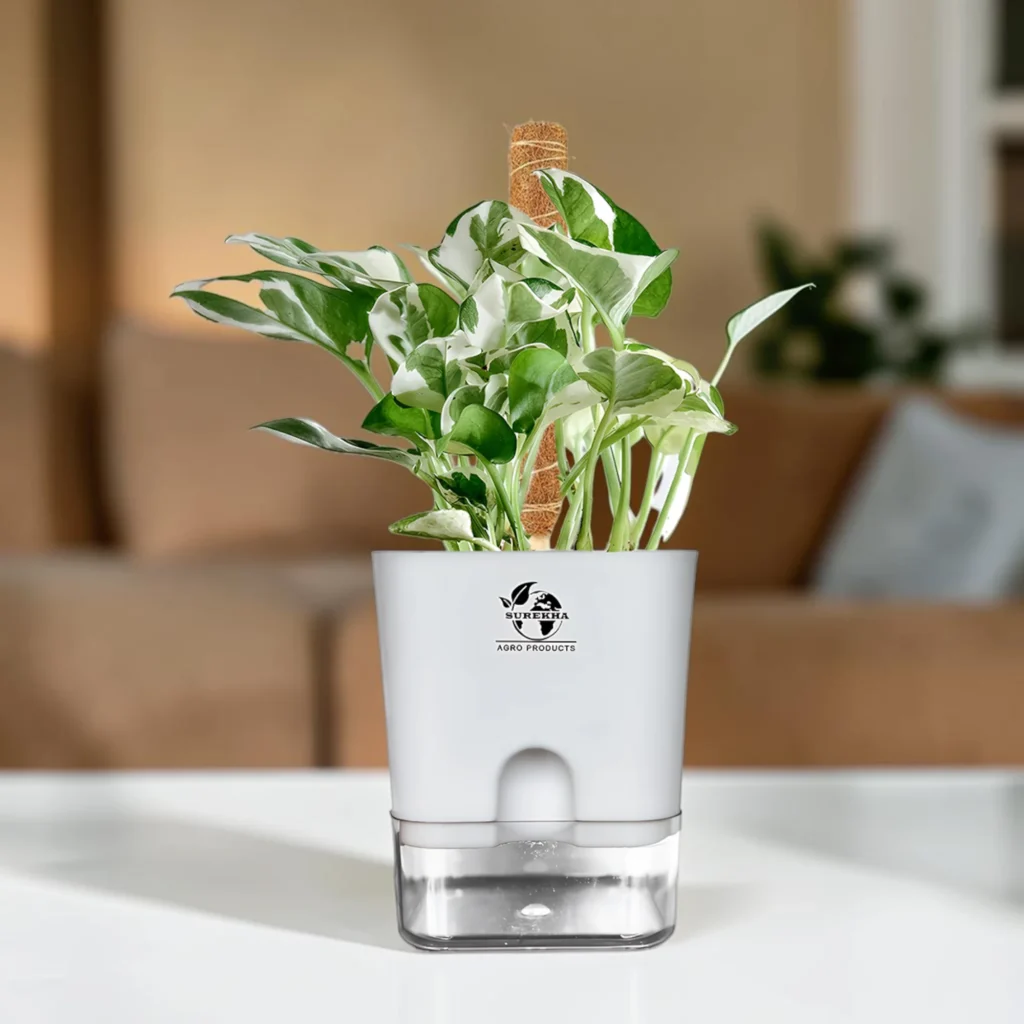 Surekha Variegated Money Plant Indoor