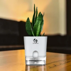 snake plant sansevieria zeylanica