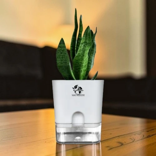 snake plant sansevieria zeylanica