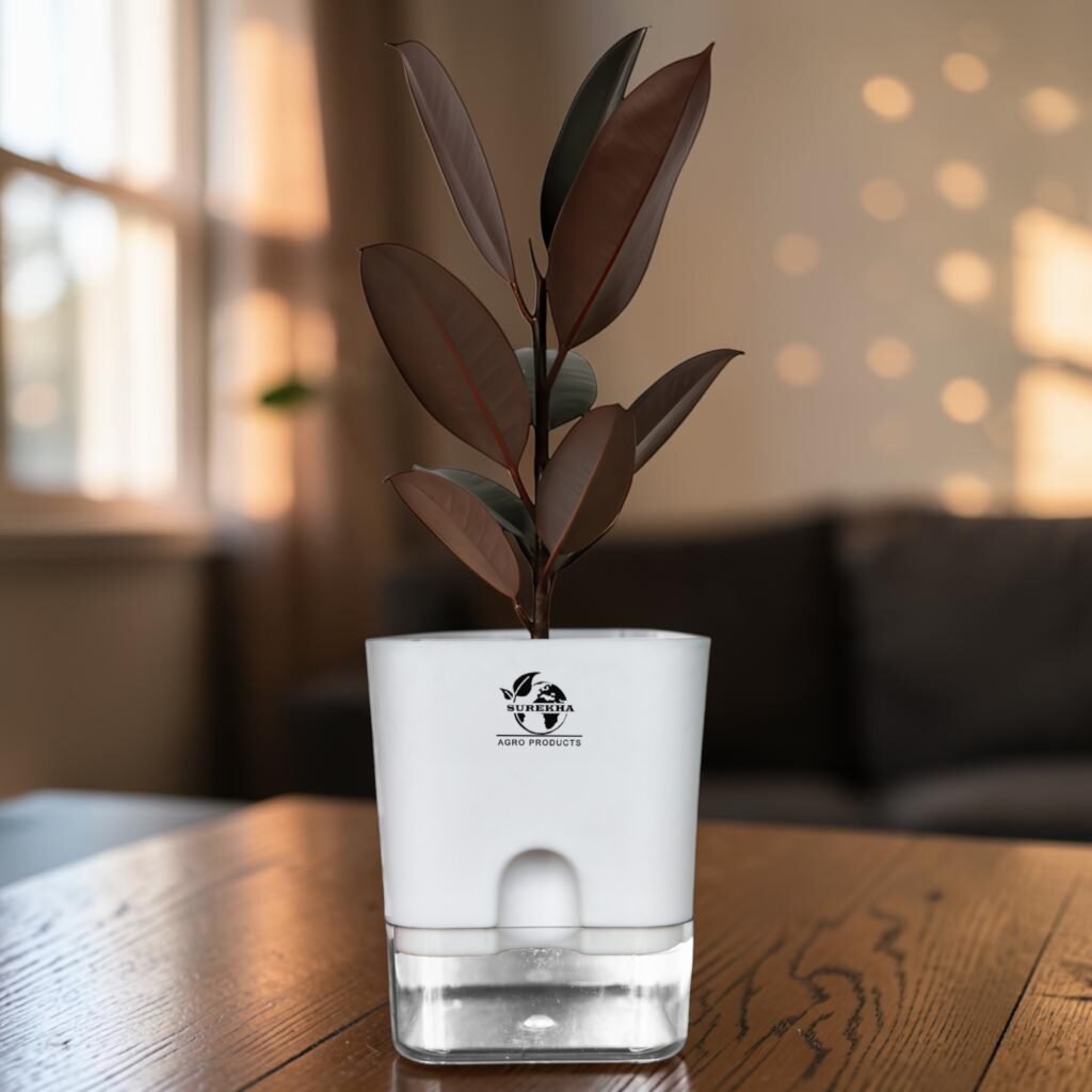 rubber plant for indoor