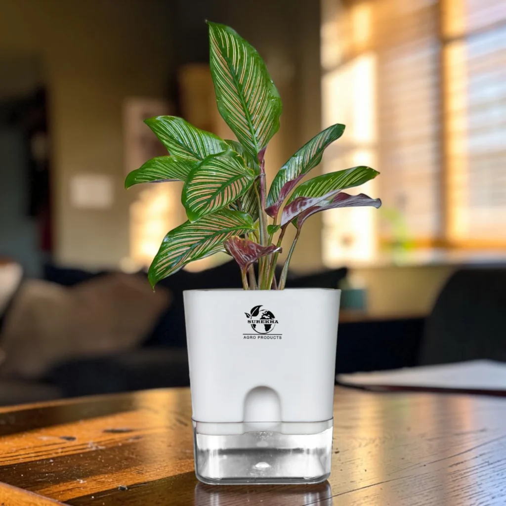 Calathea Ornata Plant