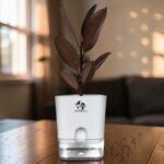 rubber plant for indoor