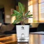 Calathea Ornata Plant