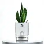Snake Plant (Sansevieria Zeylanica) with Self Watering Pot