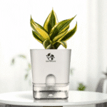 Sanseviera Trifasciata Snake Plant- Yellow