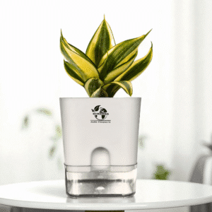 Sanseviera Trifasciata Snake Plant- Yellow