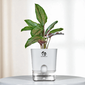 Calathea Ornata Live Plant