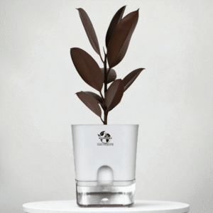 Ficus Elastica Rubber Plant With Self-Watering Pot
