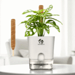 Money Plant with Self-Watering Pot & Moss Stick