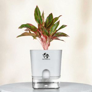 Red Aglaonema Plant Self-Watering Pot