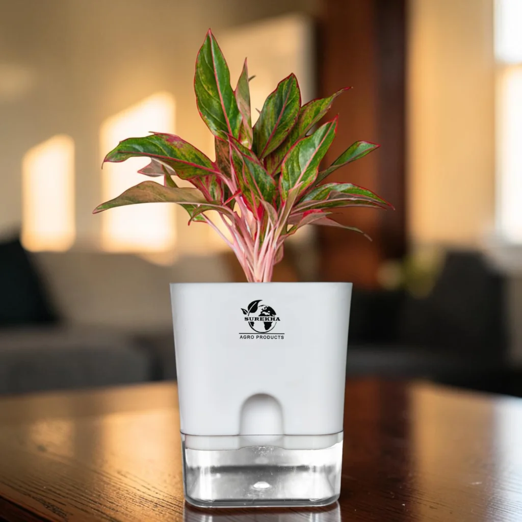 Aglaonema Plant