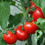 Tomato F1 Hybrid Seeds