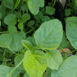 Amaranth Green(Thotakura)