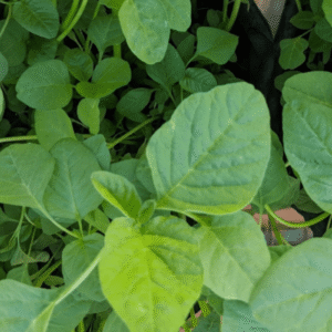 Amaranth Green(Thotakura)
