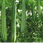 Ridge Gourd Kharra Tauri Seeds