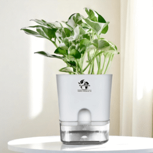 Variegated Money Plants With Self Watering Pot