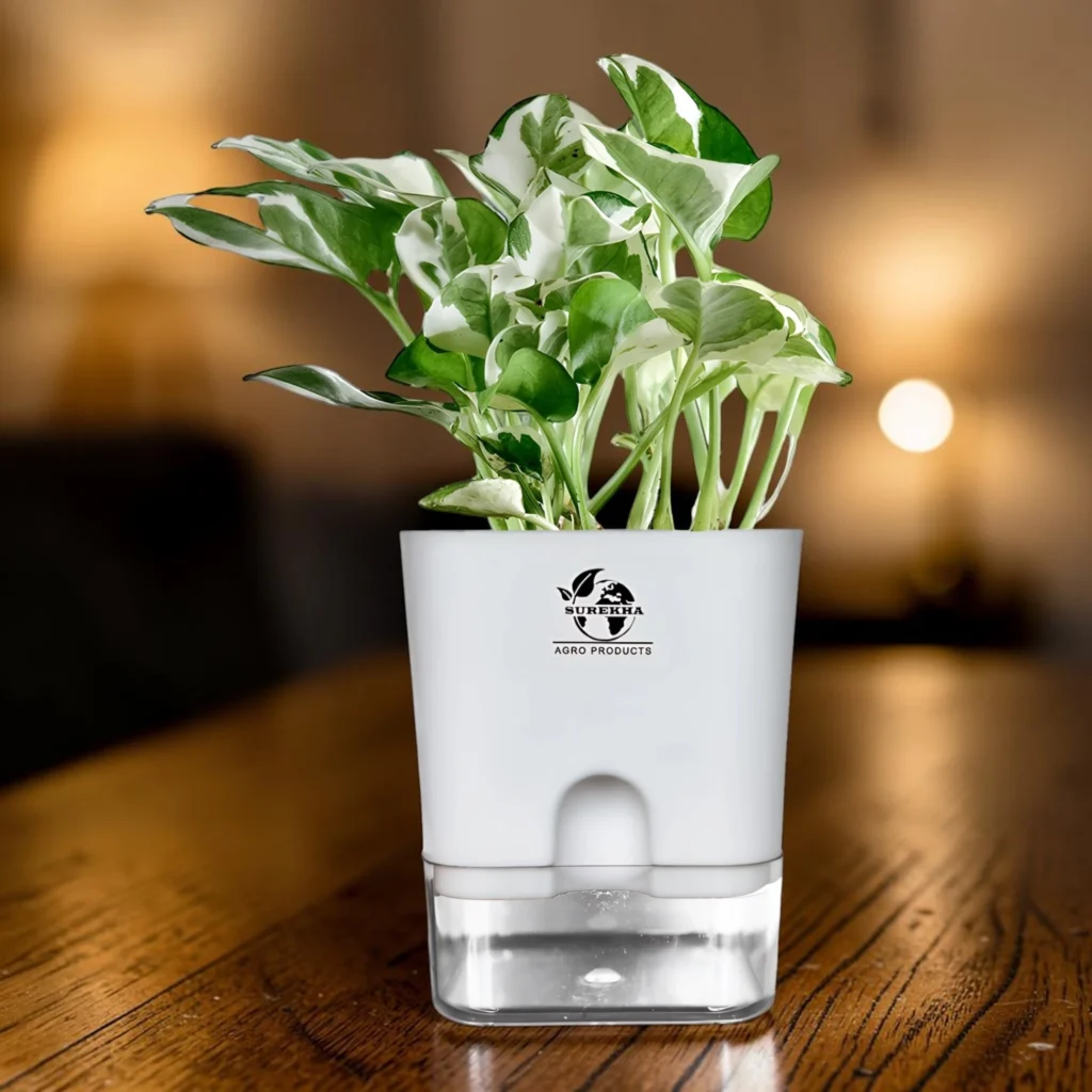 Variegated Money Plant Indoor