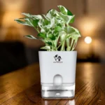 Variegated Money Plant Indoor