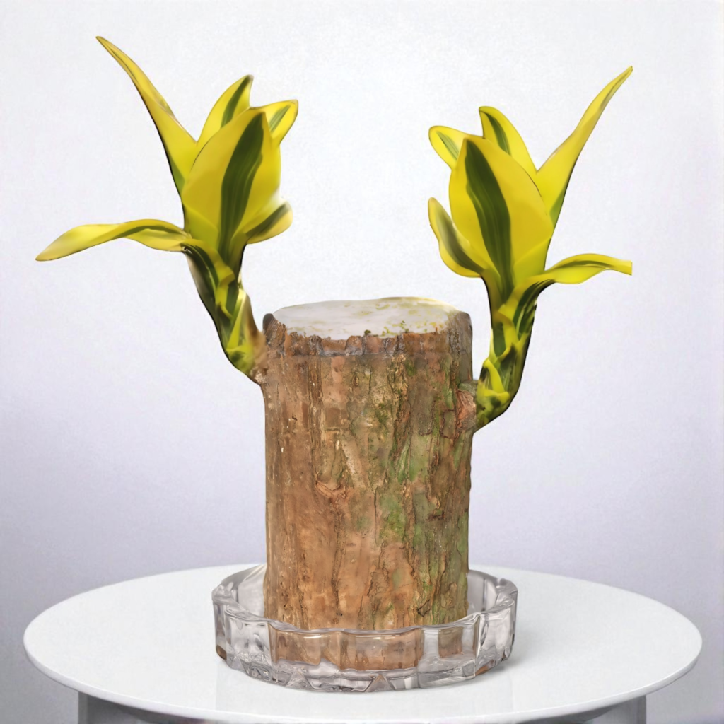 brazilian wood indoor plant