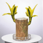 Rare Yellow Variety  Lucky Brazilian Wood Plant (Dracaena fragrans)