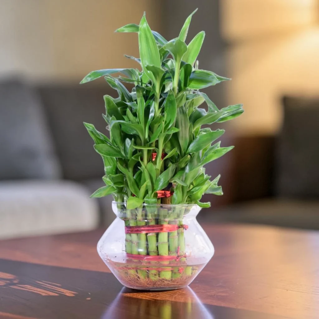 lucky bamboo plant