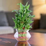 lucky bamboo plant