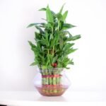 Lucky Bamboo