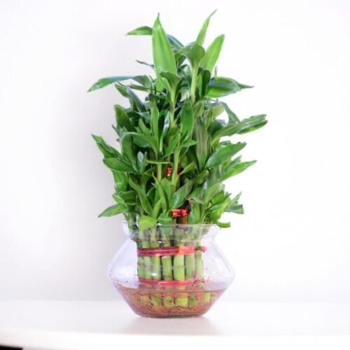 Lucky Bamboo