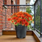 Chandramallika Flower Plant