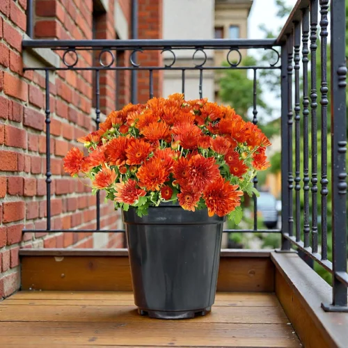 Chandramallika Multi colour flower plant Chandramallika Flower Plant