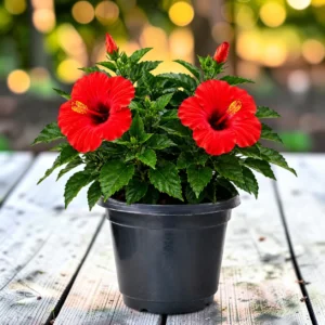Surekha Hibiscus Plant Live - White Flower