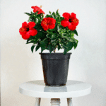 Red Hibiscus Plant