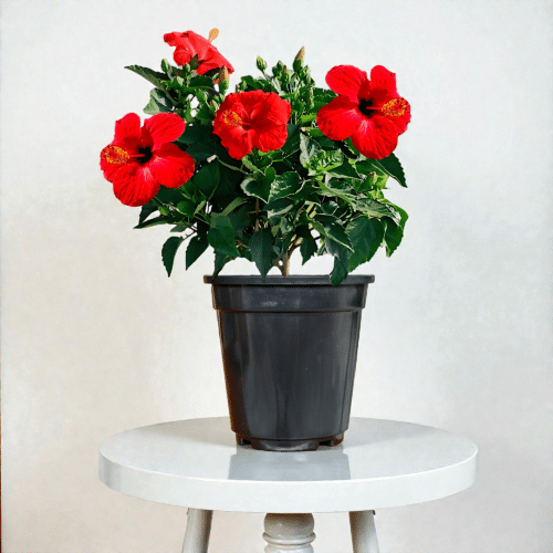 Red Hibiscus Plant