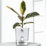 Variegated Rubber Plant with Self-Watering Pot