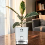 Variegated Rubber Plant