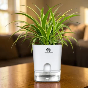 Surekha spider plant indoor (Chlorophytum)