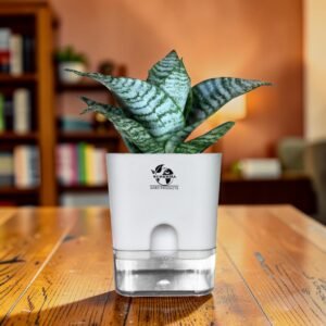 green snake plant