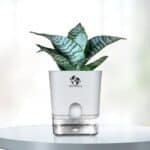 Surekha Sansevieria Green Snake Plant