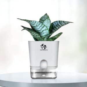 Surekha Sansevieria Green Snake Plant