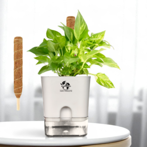 Surekha Money Plant for Indoor With Moss Stick