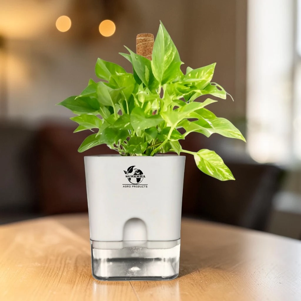 Money Plant