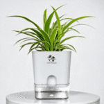 Spider Plant Live(Chlorophytum) with Self-Watering Pot