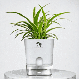 Spider Plant Live(Chlorophytum) with Self-Watering Pot