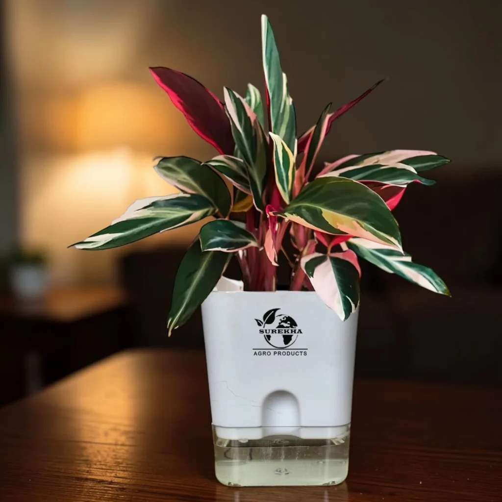 calathea triostar Plant