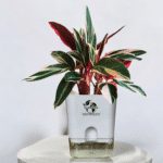 Surekha Live Calathea Triostar Plant