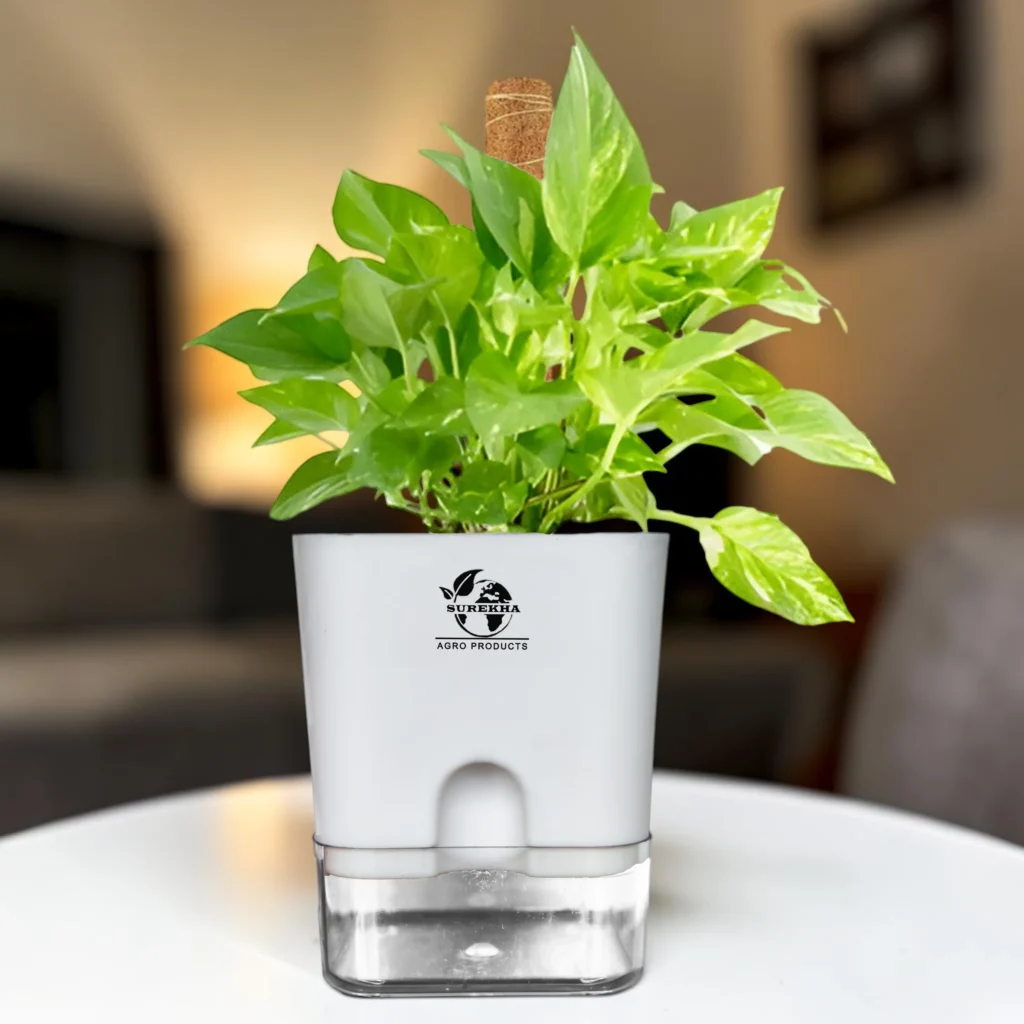 Surekha Money Plant for Indoor With Moss Stick