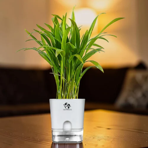 areca palm indoor plants for bedroom areca palm indoor plants
