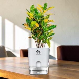 Surekha Croton Golden Dust Live Plant