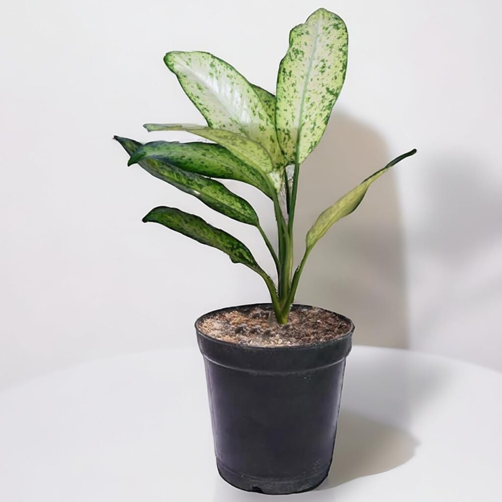 aglaonema plant