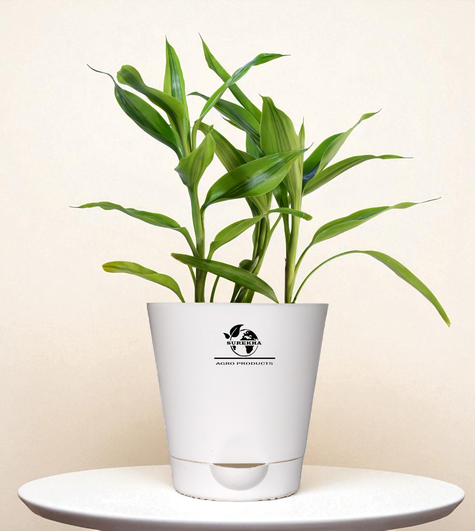 lucky bamboo plant